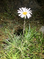 Celmisia pugioniformis