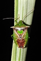 Sastragala versicolor