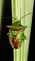 Sastragala versicolor