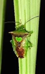 Sastragala versicolor