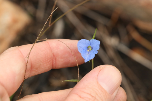 Image of Commelina lanceolata by (c) Greg Tasney, some rights reserved (CC BY-SA)