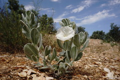 Convolvulus persicus