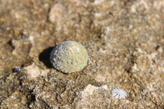 Bembicium