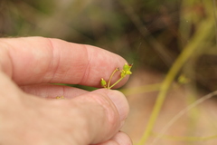 Monotaxis macrophylla