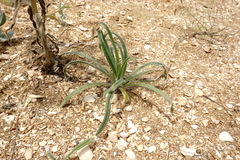 Onosma setosa