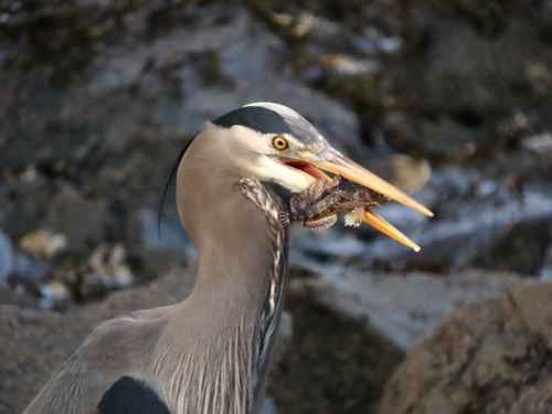 Great Blue Heron photographed in Alaska