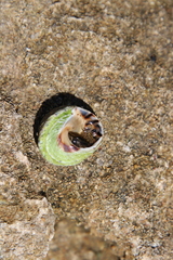 Bembicium