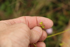 Monotaxis macrophylla