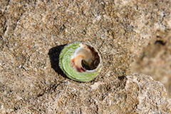 Bembicium