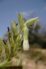 Onosma setosa