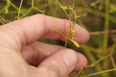 Monotaxis macrophylla