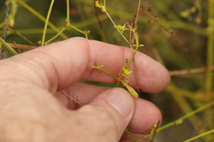 Monotaxis macrophylla