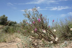 Astragalus barbidens
