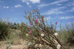 Astragalus barbidens