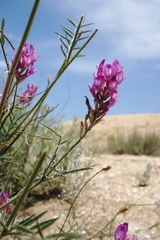 Astragalus barbidens