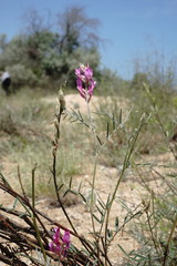 Astragalus barbidens