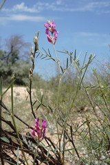 Astragalus barbidens