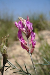 Astragalus barbidens
