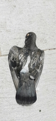 Columba livia domestica
