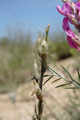 Astragalus barbidens