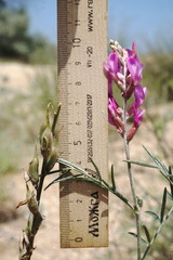 Astragalus barbidens