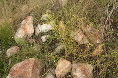Monotaxis macrophylla
