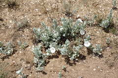 Convolvulus persicus