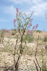 Astragalus barbidens