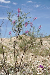 Astragalus barbidens