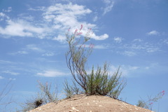 Astragalus barbidens