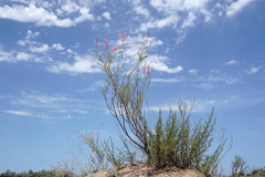 Astragalus barbidens