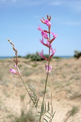 Astragalus barbidens