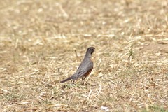 Turdus migratorius