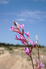 Astragalus barbidens