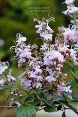Pseudocaryopteris bicolor