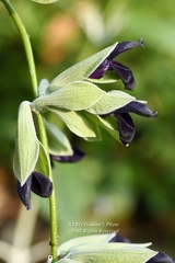 Salvia discolor
