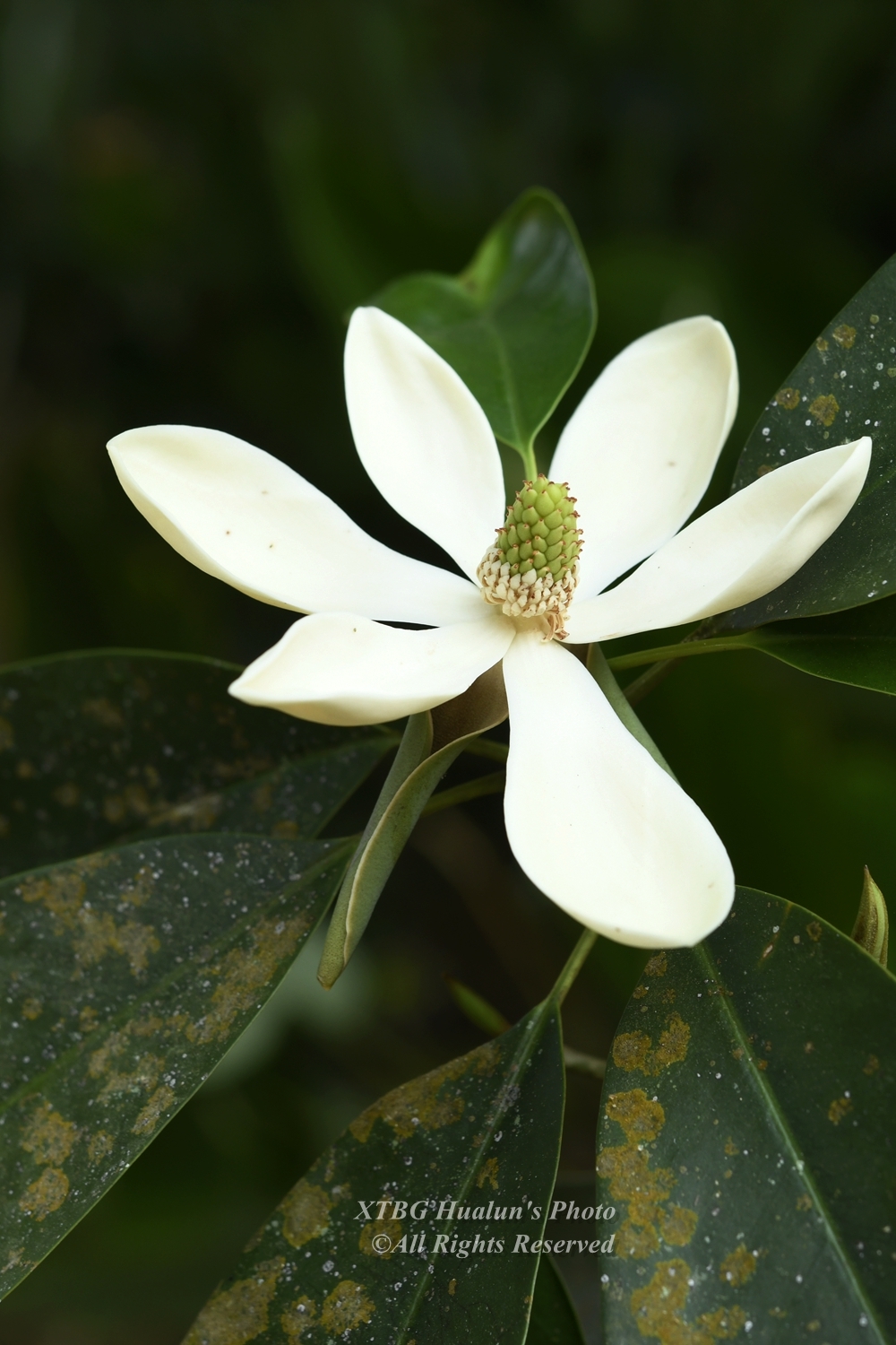 Magnolia chevalieri · iNaturalist