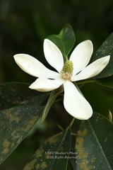 Magnolia chevalieri