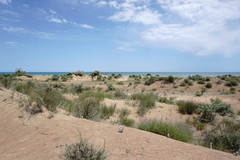 Convolvulus persicus