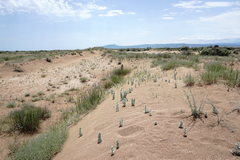 Convolvulus persicus