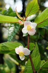 Begonia acetosella