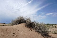 Astragalus karakugensis
