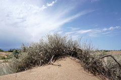 Astragalus karakugensis