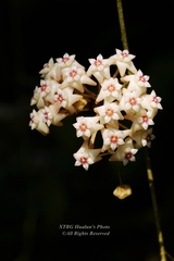 Hoya pottsii