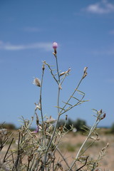 Astragalus karakugensis