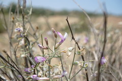 Astragalus karakugensis