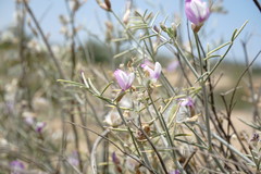 Astragalus karakugensis