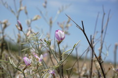 Astragalus karakugensis