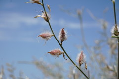 Astragalus karakugensis
