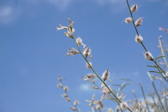 Astragalus karakugensis